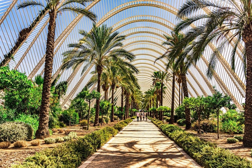 Palmen in Valencia