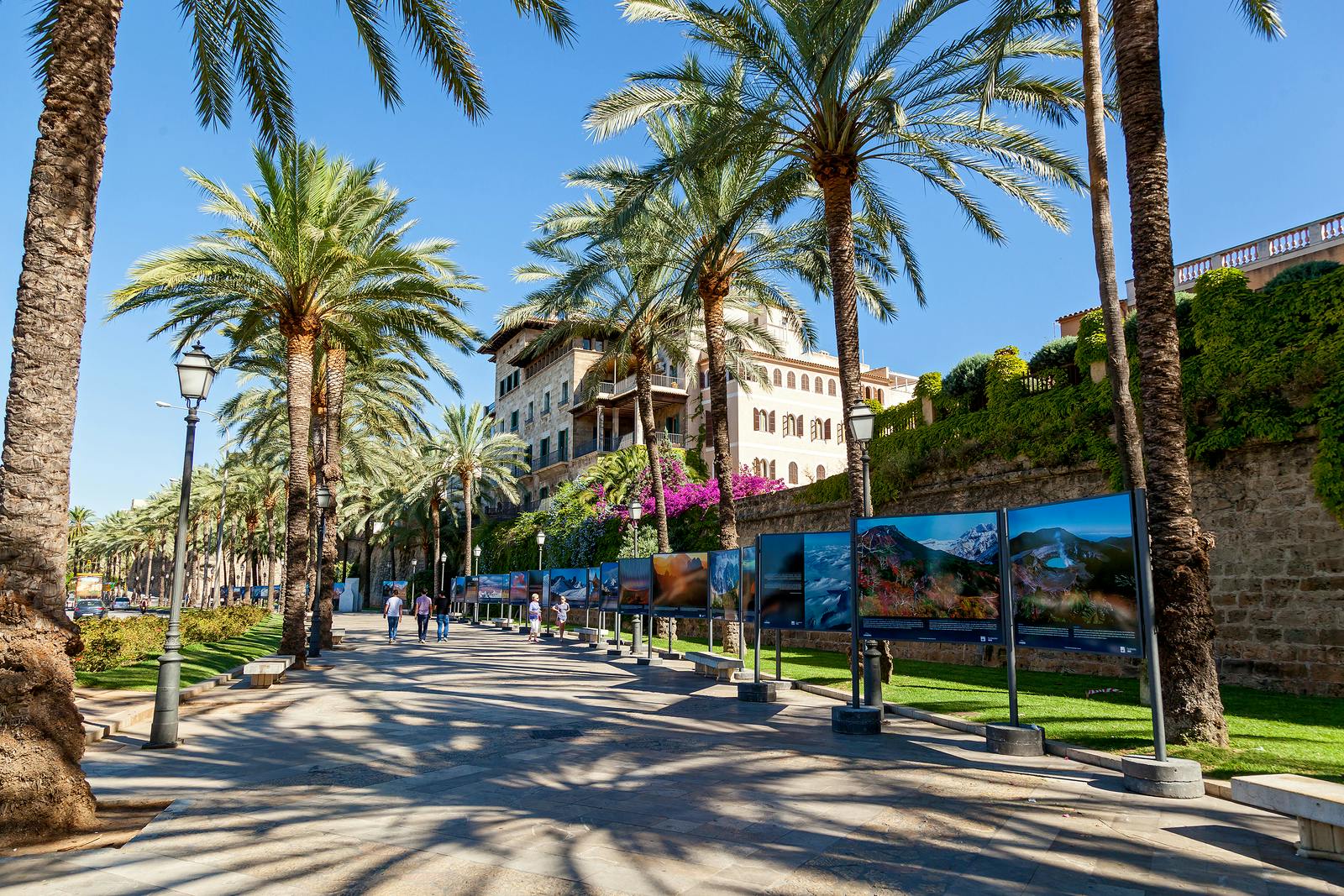 Street in Mallorca palmtrees sunny weather