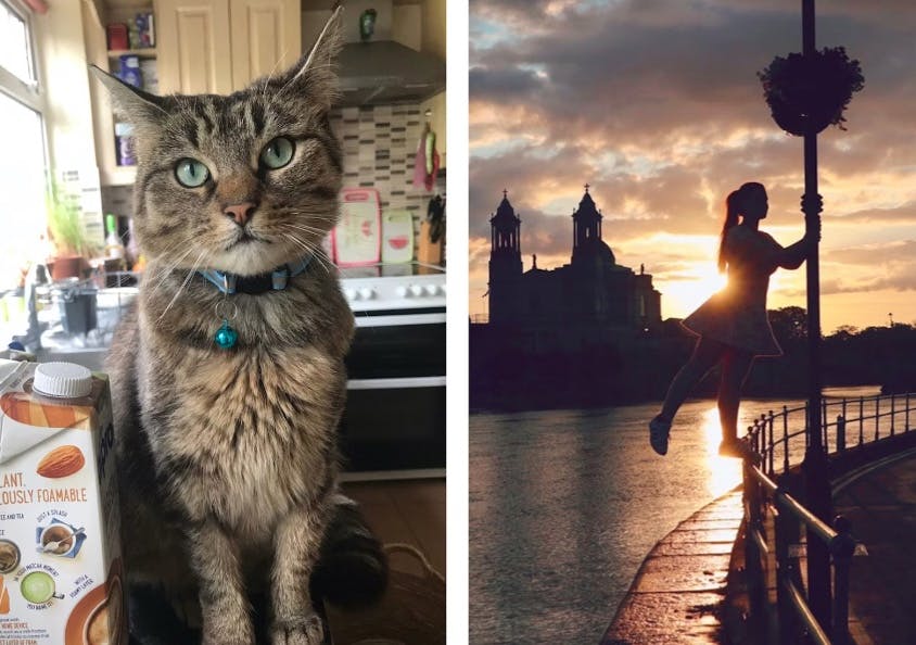 image of cat and bridge