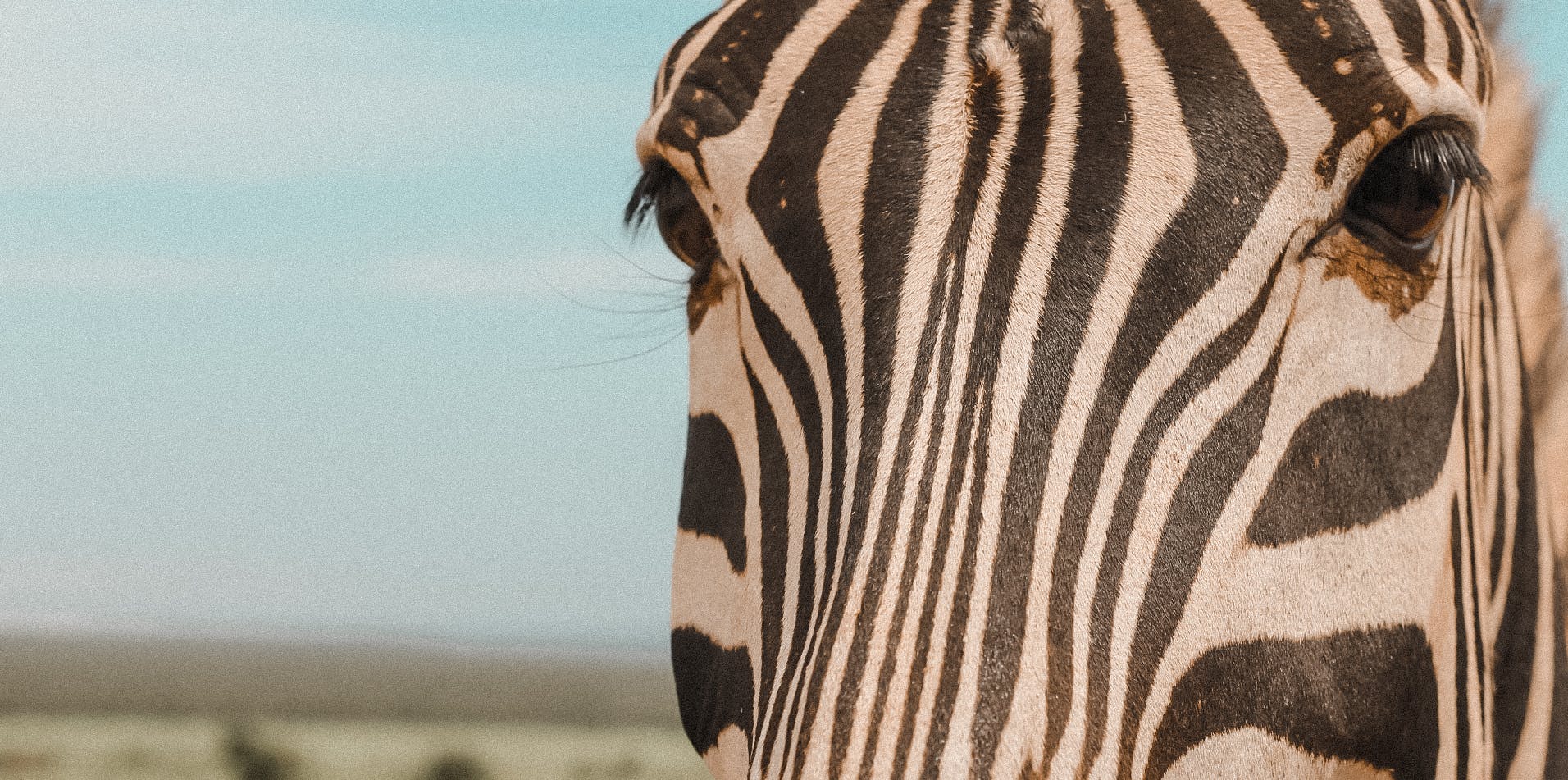 Op safari tijdens het studeren in Zuid-Afrika