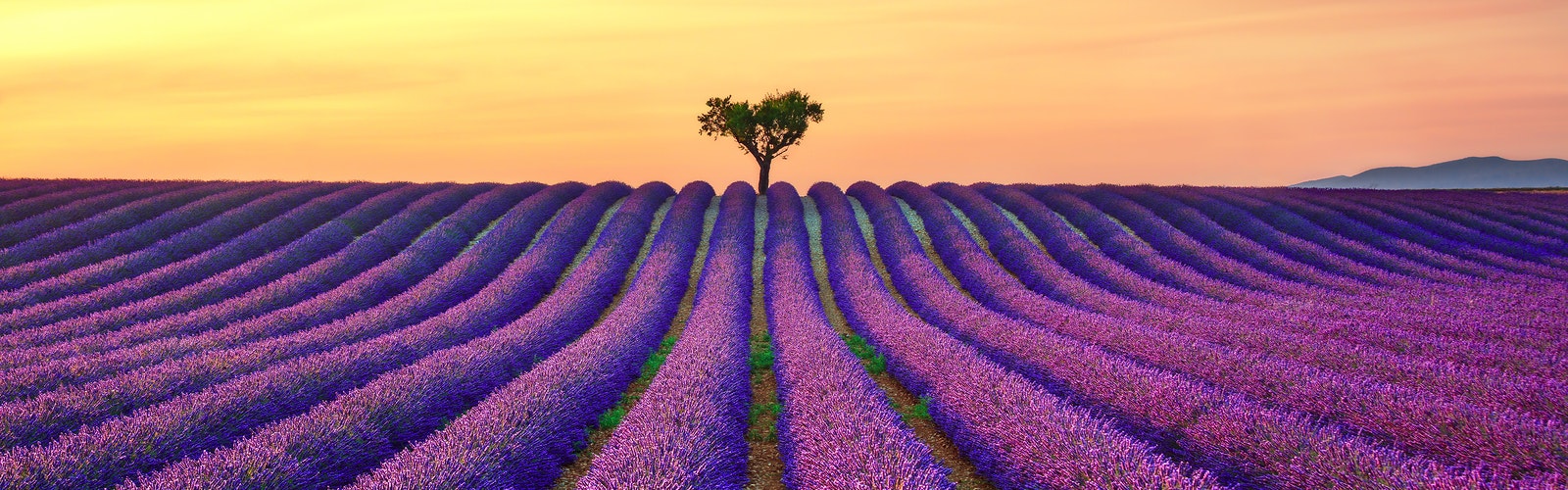 Francia