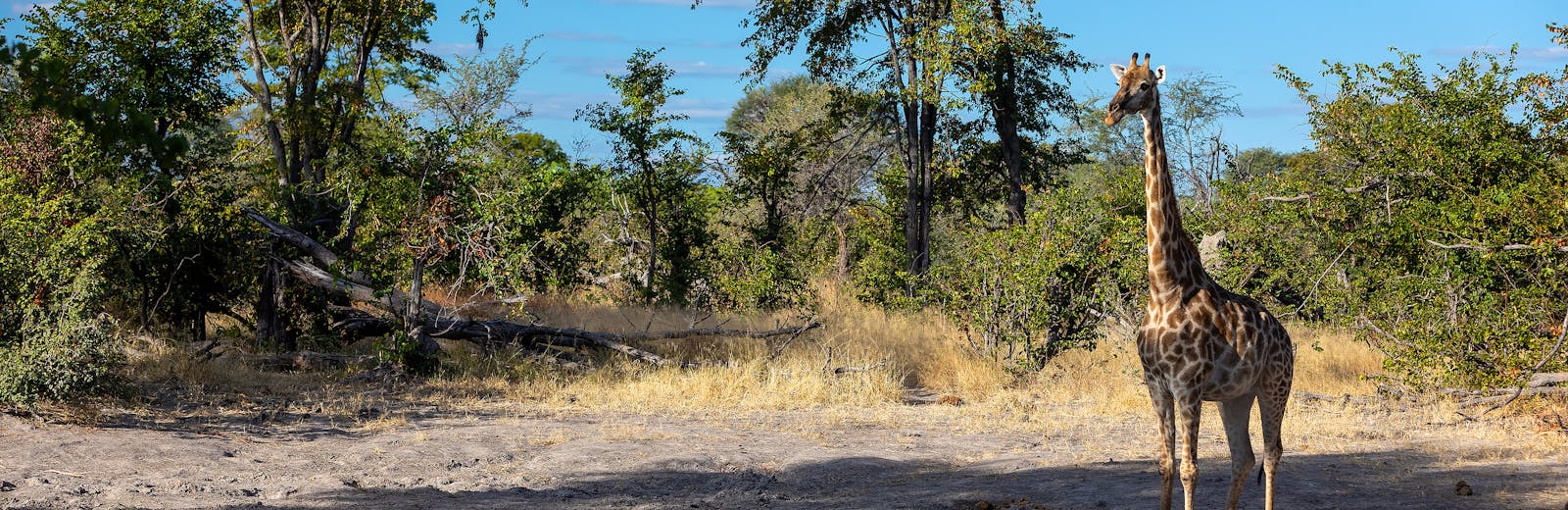 Wildlife Rangers gezocht in Zuid-Afrika!
